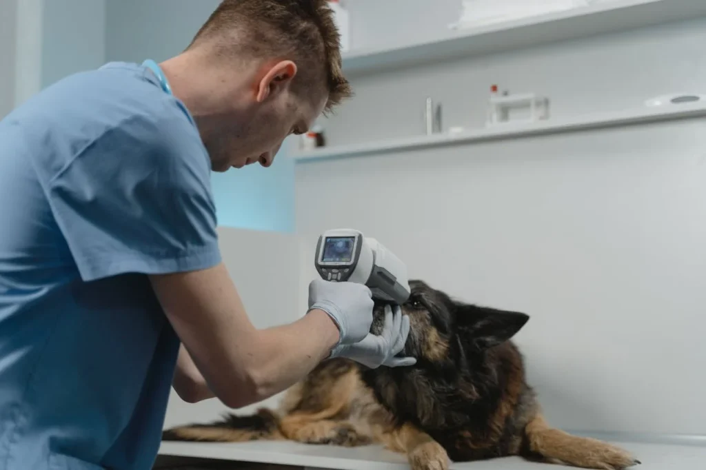 One of the clearest indicators of a responsible breeder is health testing. German Shepherds are genetically prone to conditions such as hip dysplasia, elbow dysplasia, and degenerative myelopathy. Ethical breeders screen parent dogs before breeding and keep records of results.